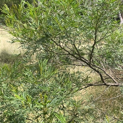 Acacia parramattensis (Parramatta Green Wattle) at Manar, NSW - 25 Jan 2025 by JaneR