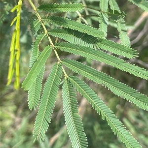 Acacia parramattensis at Manar, NSW - 25 Jan 2025 11:54 AM