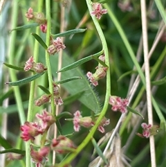 Haloragis heterophylla (Variable Raspwort) at Manar, NSW - 25 Jan 2025 by JaneR