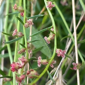 Haloragis heterophylla (Variable Raspwort) at Manar, NSW by JaneR