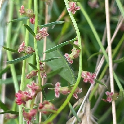 Haloragis heterophylla (Variable Raspwort) at Manar, NSW - 25 Jan 2025 by JaneR