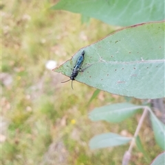 Thynninae (subfamily) at Tinderry, NSW - 25 Jan 2025 by danswell