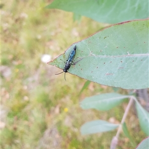 Thynninae (subfamily) at Tinderry, NSW by danswell