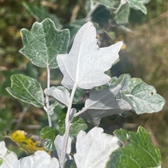 Populus alba (White Poplar) at Manar, NSW - 25 Jan 2025 by JaneR