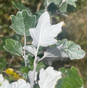 Populus alba (White Poplar) at Manar, NSW by JaneR