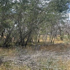 Populus alba at Manar, NSW - 25 Jan 2025 12:08 PM