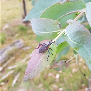 Amorbus obscuricornis (Eucalyptus Tip Wilter) at Tinderry, NSW by danswell