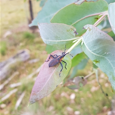 Amorbus obscuricornis (Eucalyptus Tip Wilter) at Tinderry, NSW - 26 Jan 2025 by danswell