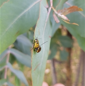 Aporocera (Aporocera) erosa (A leaf beetle) at Tinderry, NSW by danswell