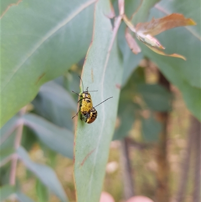 Aporocera (Aporocera) erosa (A leaf beetle) at Tinderry, NSW - 25 Jan 2025 by danswell