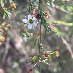 Kunzea ericoides (Burgan) at Manar, NSW - 25 Jan 2025 by JaneR