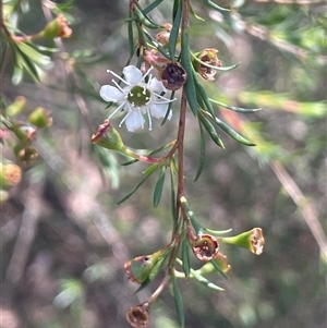 Kunzea ericoides at Manar, NSW - 25 Jan 2025 12:26 PM