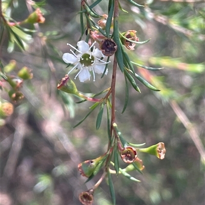 Kunzea ericoides (Burgan) at Manar, NSW - 25 Jan 2025 by JaneR