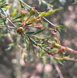 Kunzea ericoides at Manar, NSW - 25 Jan 2025 12:26 PM