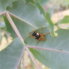 Perga sp. (genus) (Sawfly or Spitfire) at Tinderry, NSW - 26 Jan 2025 by danswell