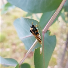 Perga sp. (genus) at Tinderry, NSW - 26 Jan 2025 10:30 AM