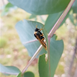 Perga sp. (genus) at Tinderry, NSW - 26 Jan 2025 10:30 AM