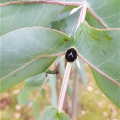 Paropsisterna cloelia (Eucalyptus variegated beetle) at Tinderry, NSW - 25 Jan 2025 by danswell