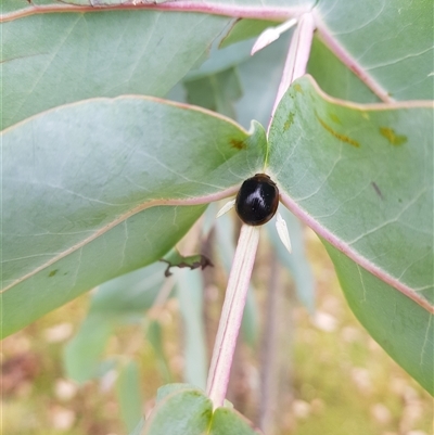 Paropsisterna cloelia (Eucalyptus variegated beetle) at Tinderry, NSW - 26 Jan 2025 by danswell