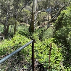 Lonicera japonica (Japanese Honeysuckle) at Manar, NSW - 25 Jan 2025 by JaneR