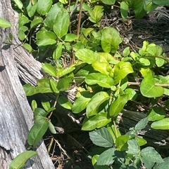 Lonicera japonica at Manar, NSW - 25 Jan 2025 12:31 PM