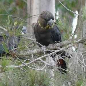 Calyptorhynchus lathami lathami (Glossy Black-Cockatoo) at Colo Vale, NSW by GITM2