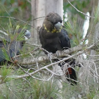 Calyptorhynchus lathami lathami (Glossy Black-Cockatoo) at Colo Vale, NSW - 3 Jan 2025 by GITM2