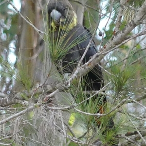 Calyptorhynchus lathami lathami at Colo Vale, NSW - suppressed