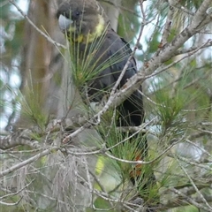 Calyptorhynchus lathami lathami at Colo Vale, NSW - suppressed