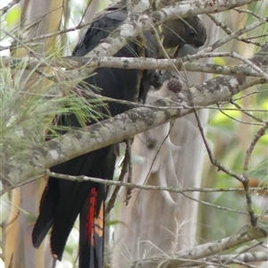 Calyptorhynchus lathami lathami at Colo Vale, NSW - suppressed