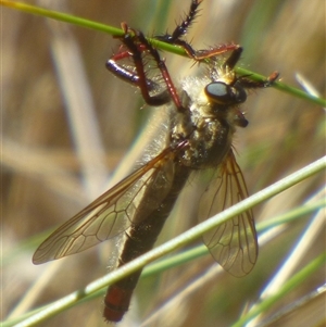 Neoscleropogon sp. (genus) at Bream Creek, TAS by VanessaC