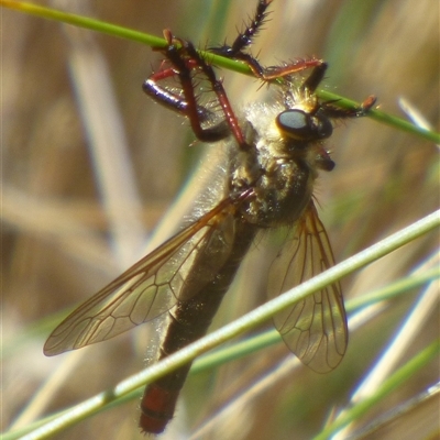 Neoscleropogon sp. (genus) at Bream Creek, TAS - 26 Jan 2025 by VanessaC