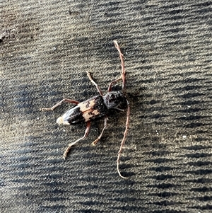 Phoracantha semipunctata (Common Eucalypt Longicorn) at Reid, ACT by AndyRussell