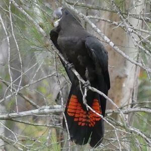 Calyptorhynchus lathami lathami (Glossy Black-Cockatoo) at Colo Vale, NSW by GITM2