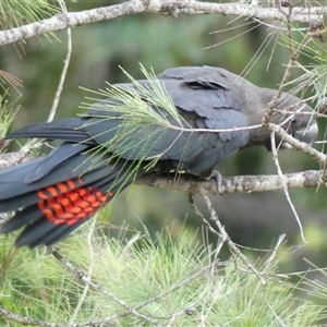 Calyptorhynchus lathami lathami at Colo Vale, NSW - suppressed