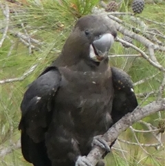 Calyptorhynchus lathami lathami at Colo Vale, NSW - suppressed