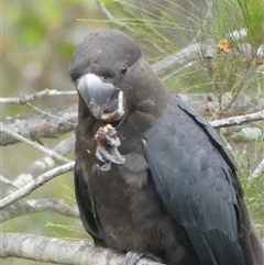 Calyptorhynchus lathami lathami at Colo Vale, NSW - suppressed