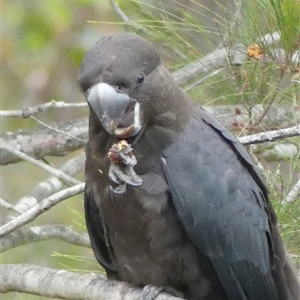 Calyptorhynchus lathami lathami at Colo Vale, NSW - suppressed