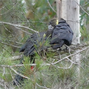 Calyptorhynchus lathami lathami at Colo Vale, NSW - suppressed