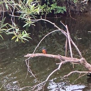 Ceyx azureus (Azure Kingfisher) at Brownlow Hill, NSW by MaxDownes