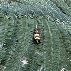 Macrobathra desmotoma at Aranda, ACT - 26 Jan 2025 04:12 PM