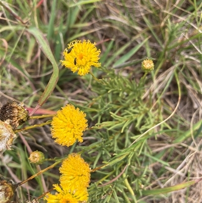 Rutidosis leptorhynchoides (Button Wrinklewort) at Watson, ACT - 26 Jan 2025 by waltraud