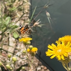 Vanessa kershawi (Australian Painted Lady) at Yarralumla, ACT - 10 Dec 2024 by AndyRussell