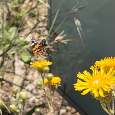 Vanessa kershawi (Australian Painted Lady) at Yarralumla, ACT - 10 Dec 2024 by AndyRussell