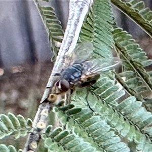 Calyptrate (subsection) (Unidentified house-flies, blow-flies and their allies) at Aranda, ACT by KMcCue