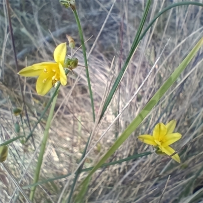 Tricoryne elatior (Yellow Rush Lily) at Hackett, ACT - 30 Dec 2024 by Berlge