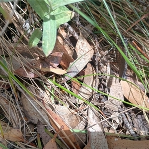 Acripeza reticulata (Mountain Katydid) at Snowy Plain, NSW by Berlge