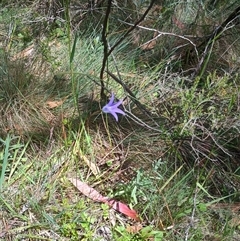 Wahlenbergia gloriosa (Royal Bluebell) at Snowy Plain, NSW - 10 Jan 2025 by Berlge