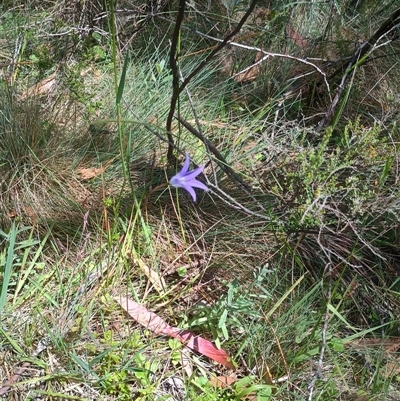 Wahlenbergia gloriosa (Royal Bluebell) at Snowy Plain, NSW - 10 Jan 2025 by Berlge