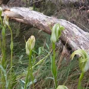 Pterostylis monticola (Large Mountain Greenhood) at Snowy Plain, NSW by Berlge